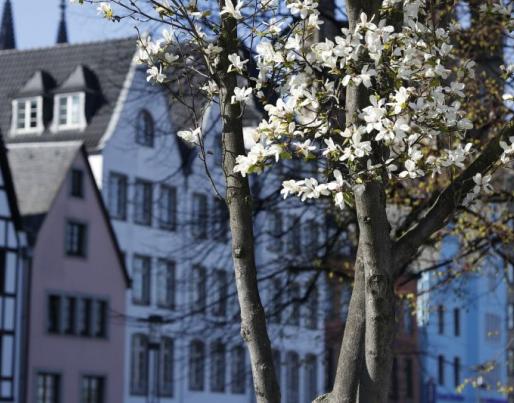 Residential area in Cologne, Germany with blossomed tree